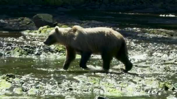 在阳光下 一只棕熊在溪流中散步 阿拉斯加的夏天 三部曲 迷人的鲑鱼 棕熊和河流 — 图库视频影像