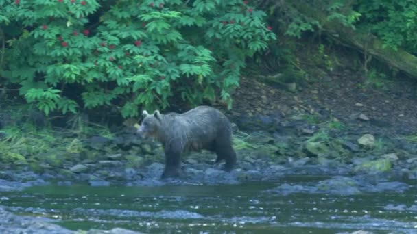 一只棕熊在溪流中奔跑 阿拉斯加的夏天 三部曲 迷人的鲑鱼 棕熊和河流 — 图库视频影像