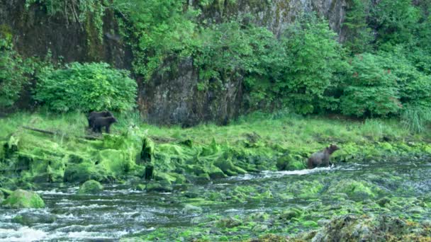 一只棕熊沿着河岸散步 偶尔停下来嗅嗅空气 阿拉斯加的夏天 三部曲 迷人的鲑鱼 棕熊和河流 — 图库视频影像