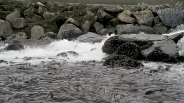 Suyun içinde somon balığı, yumurtlamak için akıntıya karşı akıntıya karşı gitmeye hazır. Alaska 'nın Yazı: Somon, Kahverengi Ayılar ve Nehirlerden oluşan Üçlü Sahne.