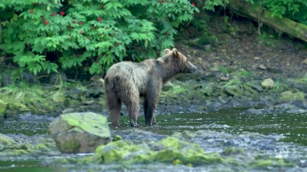 Břehu Kráčí Hnědý Medvěd Občas Zastaví Aby Nasál Vzduch Léto — Stock video