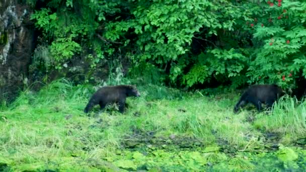 2頭の熊は川沿いを素早く歩いていた アラスカの夏 サーモン ブラウンベアーズ リバーをフィーチャーした景色のトリオ — ストック動画