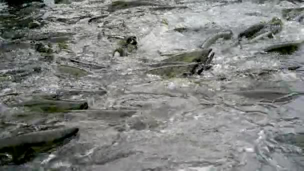 Salmão Água Pronto Para Subir Contra Corrente Para Desovar Alaska — Vídeo de Stock