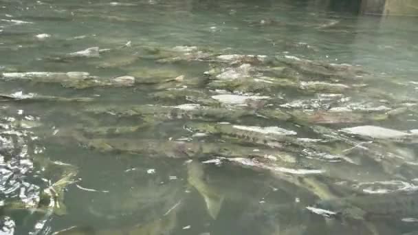 연어들 물에서 헤엄치고 있습니다 Alaskas Summer Trio Scenery Featuring Salmon — 비디오