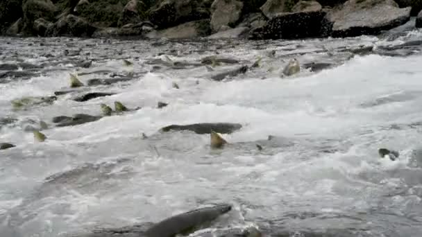 水の中にサーモン 上流のストリームに対して産卵に行く準備ができています アラスカの夏 サーモン ブラウンベアーズ リバーをフィーチャーした景色のトリオ — ストック動画