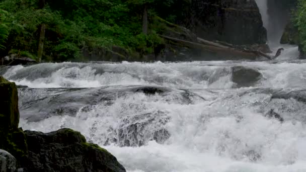 流れの速い川だ いくつかの魚の水からジャンプします アラスカの夏 サーモン ブラウンベアーズ リバーをフィーチャーした景色のトリオ — ストック動画