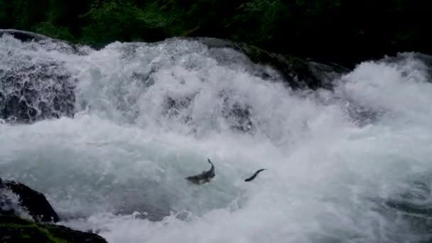 Rivière Qui Coule Rapidement Parfois Quelques Poissons Sautent Eau Été — Video