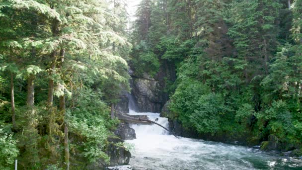 この川は山の岩壁を通って森の間を流れる アラスカの夏 サーモン ブラウンベアーズ リバーをフィーチャーした景色のトリオ — ストック動画