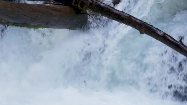 Рыбы Изо Сил Пытаются Запрыгнуть Маленький Водопад Мигрировать Вверх Течению — стоковое видео
