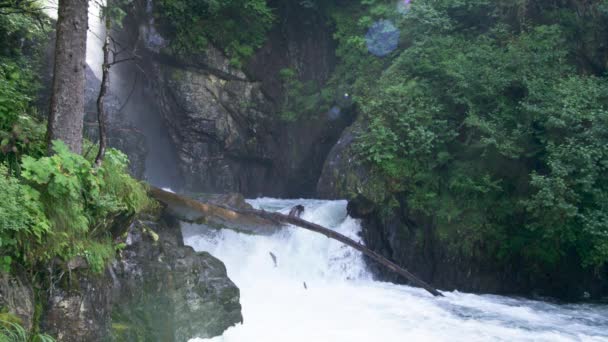 Fish Struggle Jump Small Waterfall Migrate Upstream Spawn Alaskan Salmon — Stock Video
