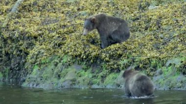 Bir boz ayı nehirden başka bir ayının gelmesini bekliyor. Alaska 'nın vahşi doğası: görkemli kahverengi ayılar, yaz nehirleri ve somon balıkları.