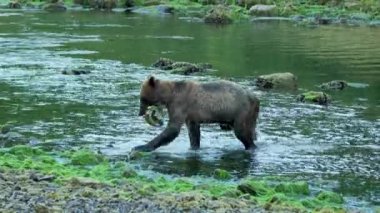 Kahverengi bir ayı nehirden bir somon aldı ve yemek için aceleyle kıyıya çıktı. Alaska 'nın vahşi doğası: görkemli kahverengi ayılar, yaz nehirleri ve somon balıkları.