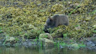 Bir kahverengi ayı nehir kıyısındaki bir kayanın üzerinde dinleniyor. Alaska 'nın vahşi doğası: görkemli kahverengi ayılar, yaz nehirleri ve somon balıkları.