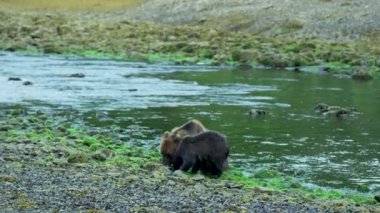 Bir kahverengi ayı somon yiyor ve iki kahverengi ayı yiyeceği paylaşmaya geliyor. Alaska 'nın vahşi doğası: görkemli kahverengi ayılar, yaz nehirleri ve somon balıkları.