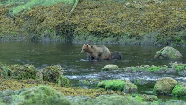 大人の茶色のクマと2匹の赤ちゃんが川で採餌しています アラスカの荒野 雄大な茶色のクマ 夏の川とサーモン — ストック動画