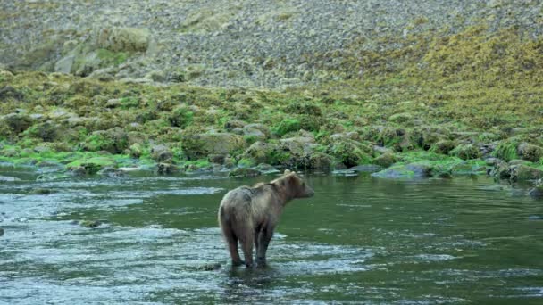 一只棕熊站在河里 四处张望 好像在找鲑鱼 阿拉斯加的荒野 壮丽的棕熊 夏河和鲑鱼 — 图库视频影像
