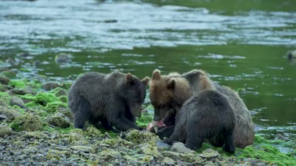 Tre Brunbjørner Spiser Laks Sammen Stranda Alaskas Villmark Majestetiske Brunbjørner – stockvideo