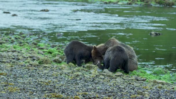 茶色のクマは海岸でサーモンを食べる そのうちの一人が彼の口の中に駒を残していった アラスカの荒野 雄大な茶色のクマ 夏の川とサーモン — ストック動画