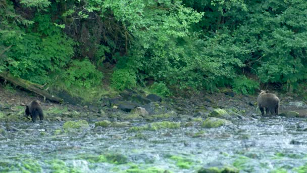 2頭の熊が川で食べ物を探している アラスカの荒野 雄大な茶色のクマ 夏の川とサーモン — ストック動画