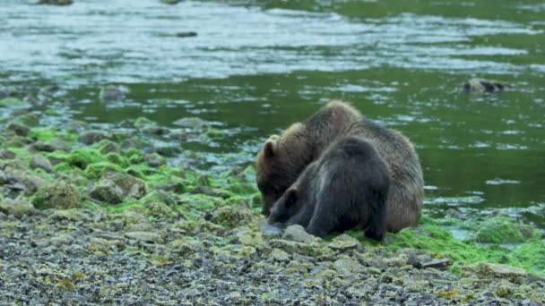 Två Brunbjörnar Äter Lax Tillsammans Stranden Alaskas Vildmark Majestätiska Brunbjörnar — Stockvideo
