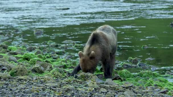 一只棕熊在河边吃东西 偶尔回头看 阿拉斯加的荒野 壮丽的棕熊 夏河和鲑鱼 — 图库视频影像