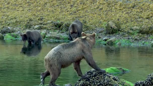 Urso Pardo Bate Rio Demonstrando Aos Recém Chegados Selvagem Alasca — Vídeo de Stock