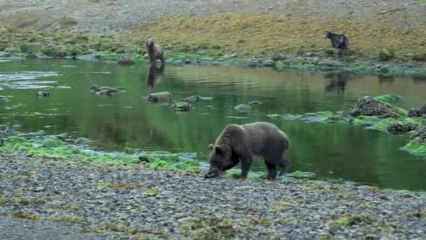 Brunbjörnen Har Fisk Munnen Och Går Snabbt Till Stranden För — Stockvideo