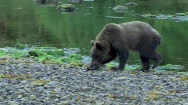 Kahverengi ayının ağzında bir balık vardır ve onu yemek için hızla kıyıya yürür. Alaska 'nın vahşi doğası: görkemli kahverengi ayılar, yaz nehirleri ve somon balıkları.