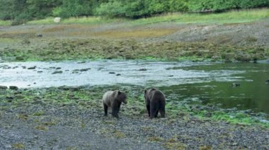 Nehir kenarında birkaç kahverengi ayı vardı, bazıları dinleniyordu ve diğerleri yiyecek arıyordu. Alaska 'nın vahşi doğası: görkemli kahverengi ayılar, yaz nehirleri ve somon balıkları.