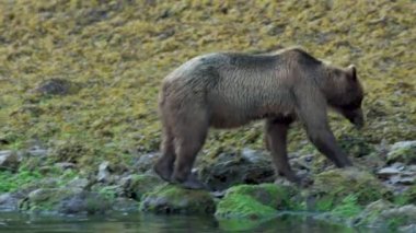 Bir kahverengi ayı bir kayanın üzerinde oturur ve nehirden çıktıktan sonra tırmalayarak gelir. Alaska 'nın vahşi doğası: görkemli kahverengi ayılar, yaz nehirleri ve somon balıkları.