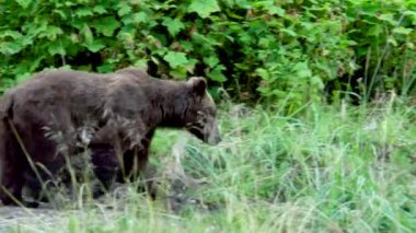 Nehir kenarındaki çayırlarda yürüyen kahverengi bir ayı. Alaska 'nın vahşi doğası: görkemli kahverengi ayılar, yaz nehirleri ve somon balıkları.