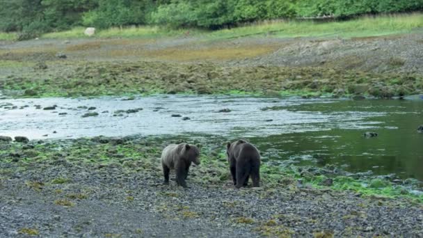 河边有几只棕熊 有的在休息 有的在寻找食物 阿拉斯加的荒野 壮丽的棕熊 夏河和鲑鱼 — 图库视频影像