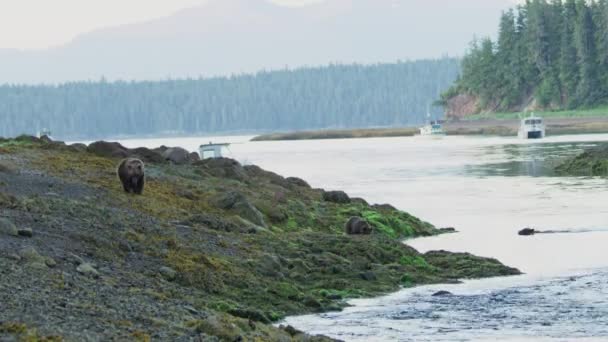 Nehrin Denize Döküldüğü Yerde Birkaç Kahverengi Ayı Var Alaska Nın — Stok video