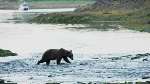Det Finns Två Brunbjörnar Aktiva Där Floden Rinner Havet Alaskas — Stockvideo