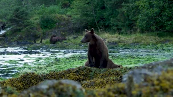 Два Бурих Ведмеді Виходять Берег Річки Йдуть Уздовж Краю Аляска — стокове відео