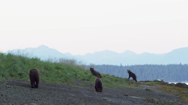 Υπάρχουν Μερικές Καφέ Αρκούδες Γύρω Από Όπου Ποτάμι Αδειάζει Στη — Αρχείο Βίντεο