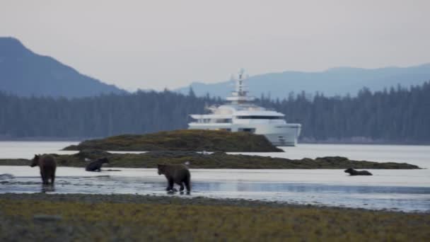 Навколо Кілька Бурих Ведмедів Річка Впадає Море Аляска Величні Бурі — стокове відео