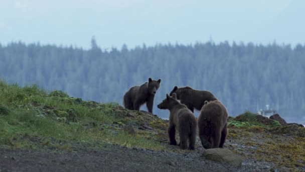 川が海に注ぐいくつかの茶色のクマがいます アラスカの荒野 雄大な茶色のクマ 夏の川とサーモン — ストック動画