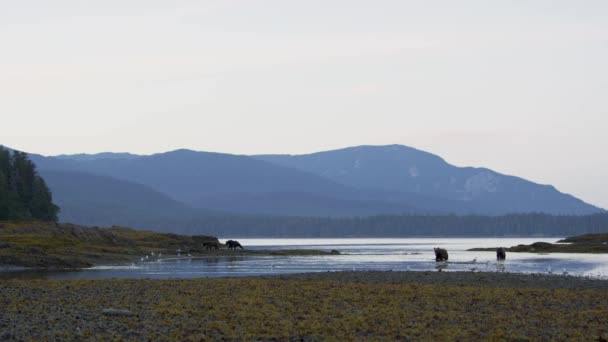 川が海に注ぐいくつかの茶色のクマがいます アラスカの荒野 雄大な茶色のクマ 夏の川とサーモン — ストック動画
