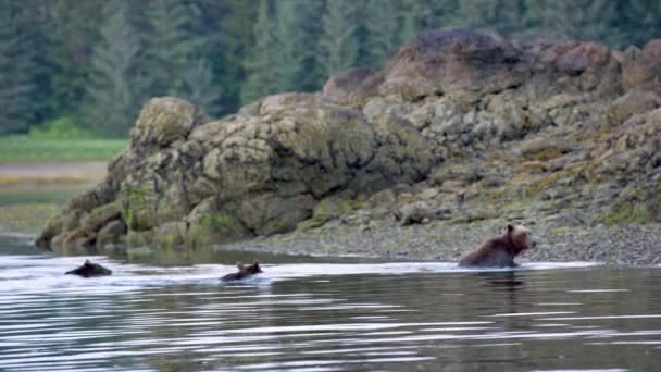 3頭のヒグマが川から海岸まで泳いでいる アラスカの荒野 雄大な茶色のクマ 夏の川とサーモン — ストック動画