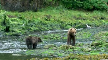 Bazı kahverengi ayılar yosunlu nehirdeki kayaların üzerinde hareket ederler. Alaska 'nın vahşi doğası: görkemli kahverengi ayılar, yaz nehirleri ve somon balıkları.