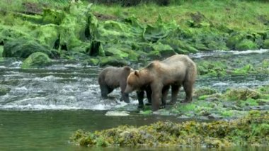 Bazı kahverengi ayılar yosunlu nehirdeki kayaların üzerinde hareket ederler. Alaska 'nın vahşi doğası: görkemli kahverengi ayılar, yaz nehirleri ve somon balıkları.