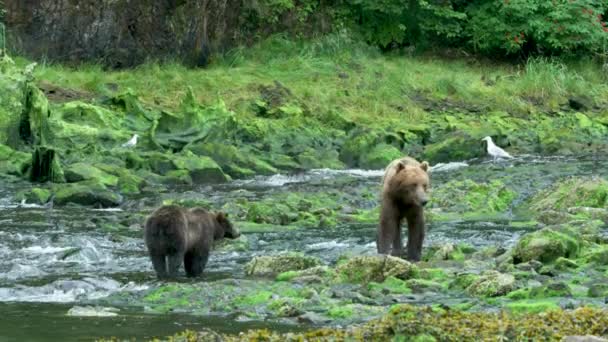 いくつかの茶色のクマは苔むした川の岩の上を移動します アラスカの荒野 雄大な茶色のクマ 夏の川とサーモン — ストック動画