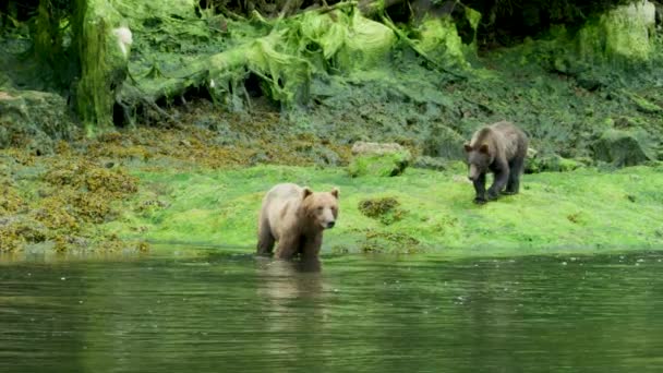 Kahverengi Ayı Nehirde Yüzmeye Gider Alaska Nın Vahşi Doğası Görkemli — Stok video