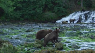Bazı kahverengi ayılar nehrin kıyısında yukarı aşağı yürüyorlardı. Alaska 'nın vahşi doğası: görkemli kahverengi ayılar, yaz nehirleri ve somon balıkları.
