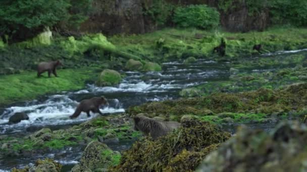 一些棕熊在河岸上走来走去 阿拉斯加的荒野 壮丽的棕熊 夏河和鲑鱼 — 图库视频影像