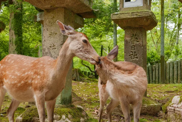 Sono Due Cerbiatti Nara Davanti Alla Lanterna Pietra Nara Kasuga — Foto Stock