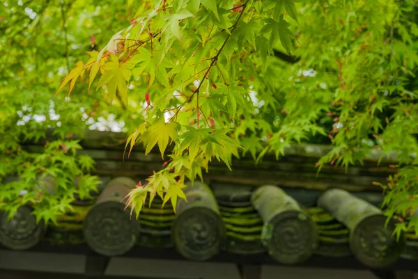 Zöld Juhar Levelek Csillognak Tető Csempe Nanzenji Templom Kiotónak Nagyon — Stock Fotó