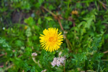 Yolun kenarındaki çiçek yatakları küçük sarı çiçeklerle dolu. St. Moritz Retreat: Bir İsviçre Tatil Kasabasının Manzaraları.