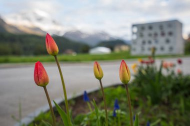 Yol kenarındaki çiçek bahçesinde beyaz ve pembe yapraklı laleler. St. Moritz Retreat: Bir İsviçre Tatil Kasabasının Manzaraları.